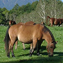 Kiso Horse Land