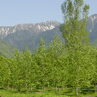 Kisokoma Highlands