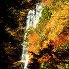 Fall Foliage Tour