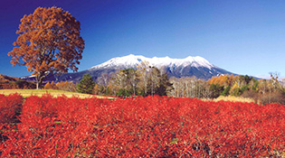 開田高原全域紅葉