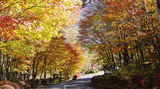 木曽文化公園紅葉
