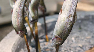 渓流の魚